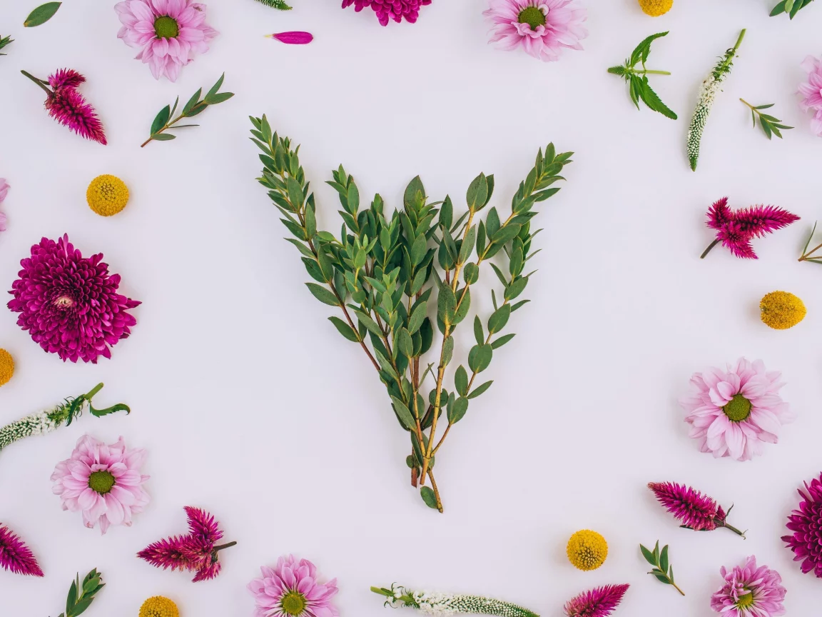 background, хризантемы, floral, frame, pink, flowers, цветы