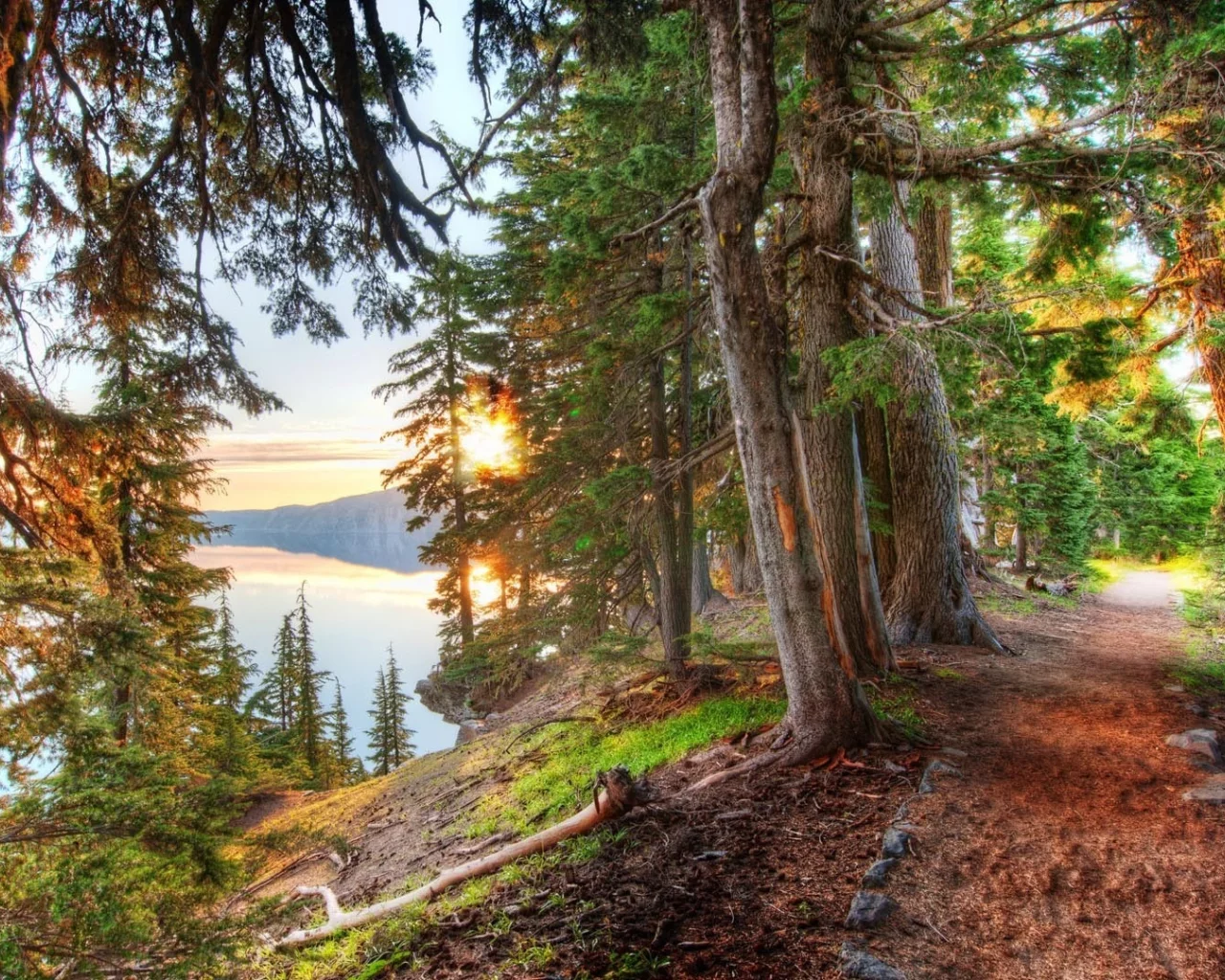 лес, тропинка, берег, forest, footpath, beach, light, trees, sunrise, grass, green, fence, leaves, mist, moss, trees, forest, fallen, green, nature, landscapes, trees, trail, woods, leaves, see, day, summer, wide