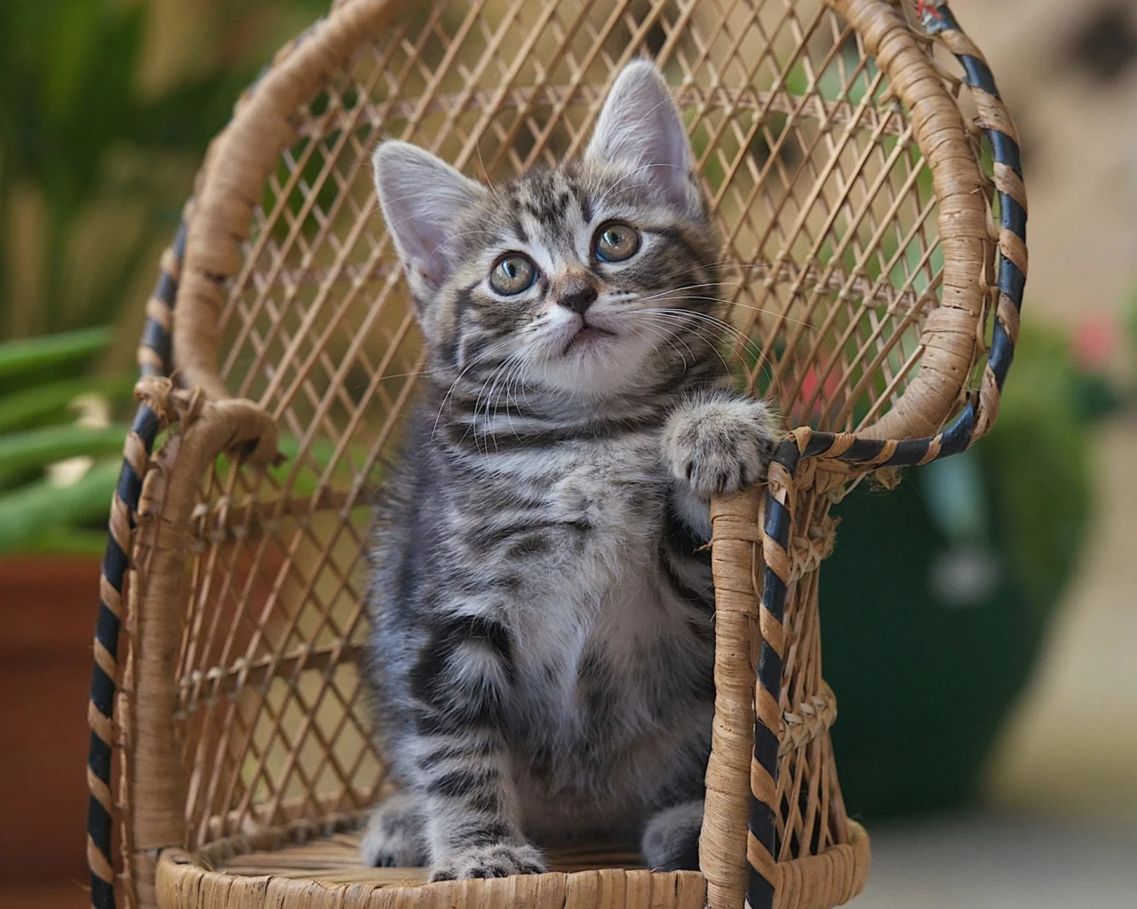 кот, киса