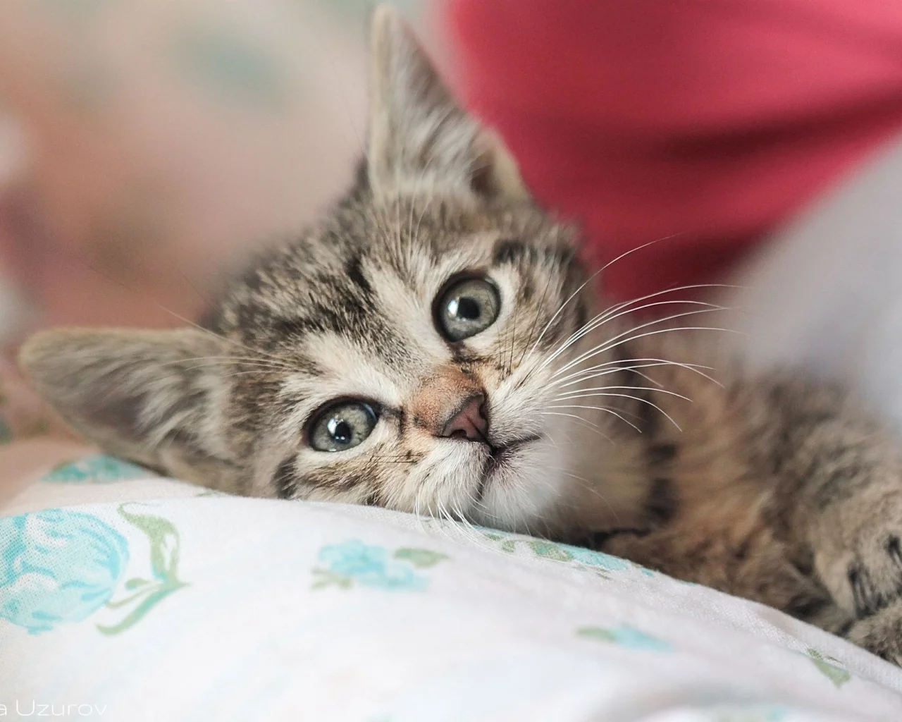 кот, киса