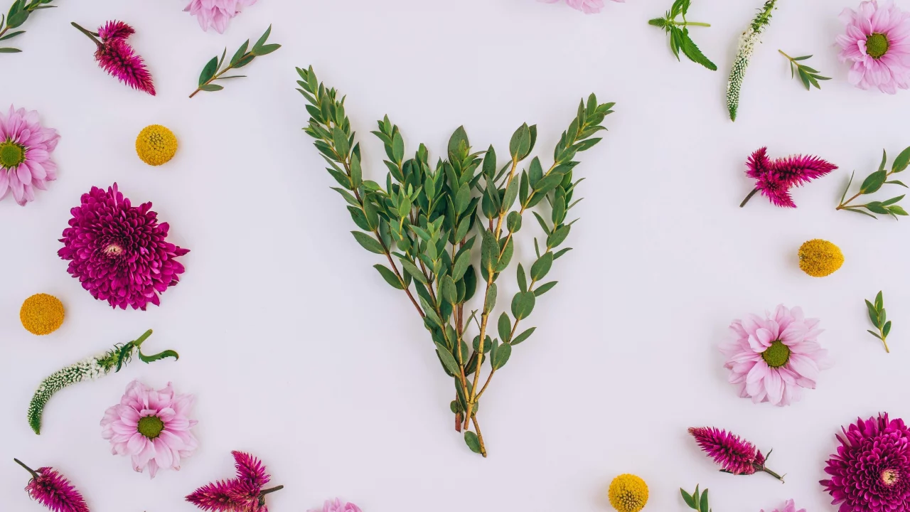 background, хризантемы, floral, frame, pink, flowers, цветы