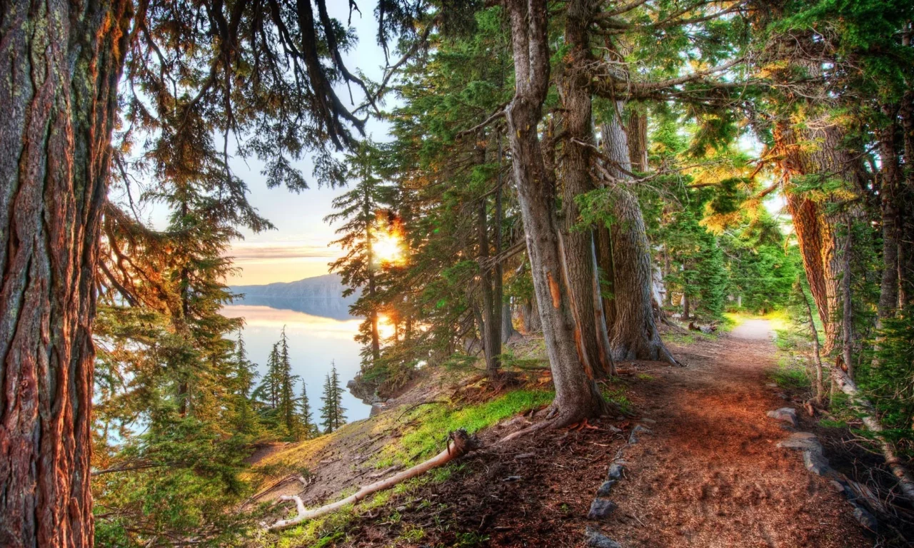 лес, тропинка, берег, forest, footpath, beach, light, trees, sunrise, grass, green, fence, leaves, mist, moss, trees, forest, fallen, green, nature, landscapes, trees, trail, woods, leaves, see, day, summer, wide