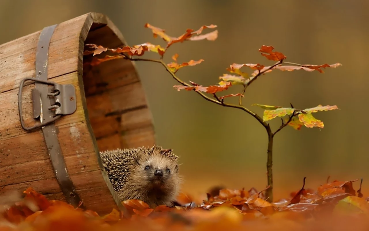 животные, настроение