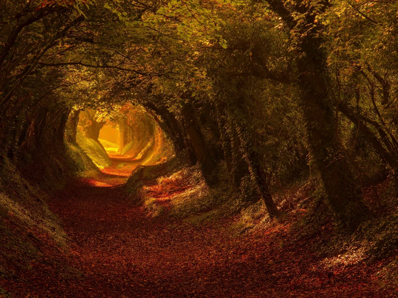 лес, дорога, осень, forest, dense, road, tunnel, light, trees, green, fence, leaves, mist, trees, forest, park, green, nature, landscapes, trees, trail, woods, leaves, see, day, autumn, nice, wide