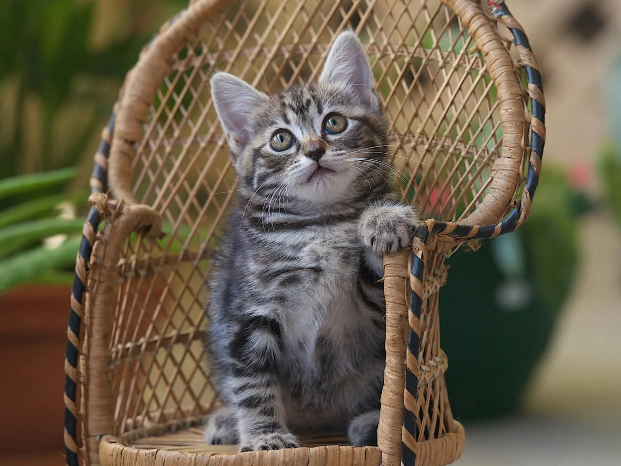 кот, киса