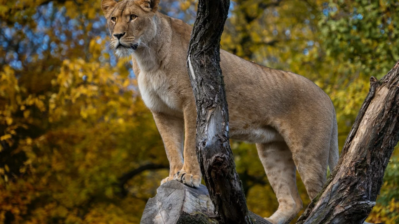 дикая кошка, львица, грация, зоопарк, позирует, хищник