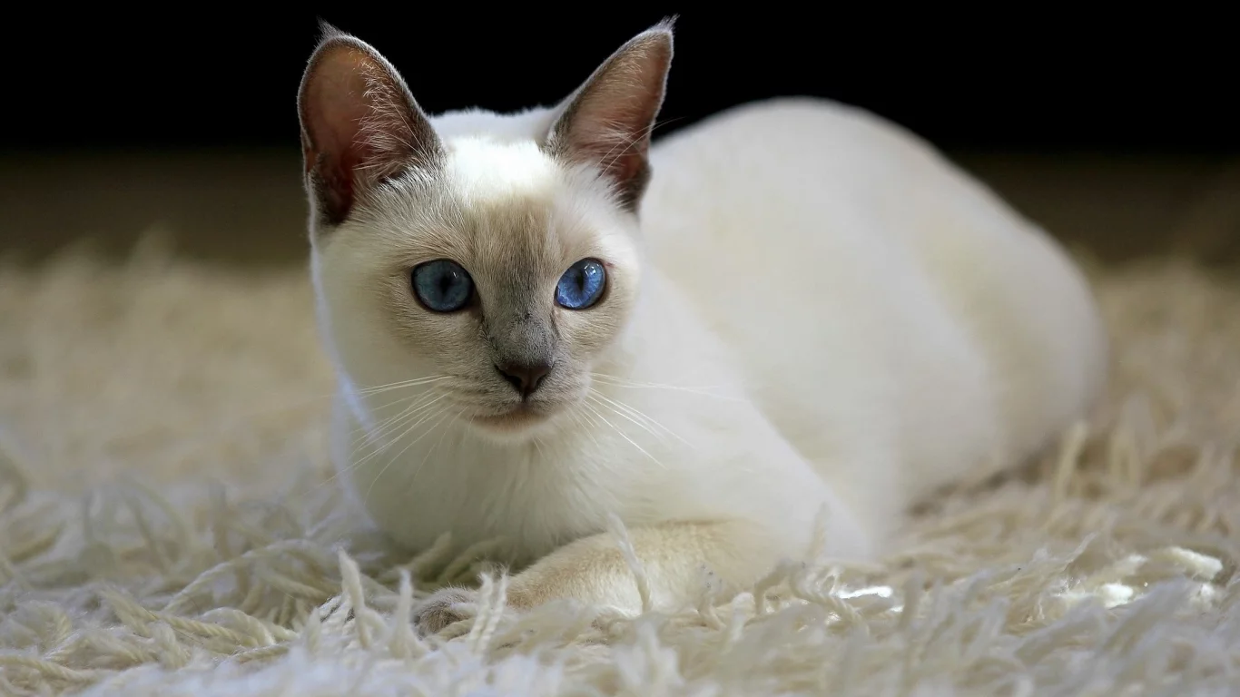кот, киса