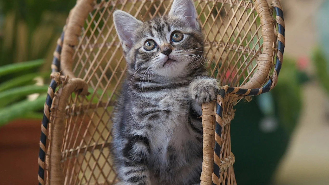кот, киса