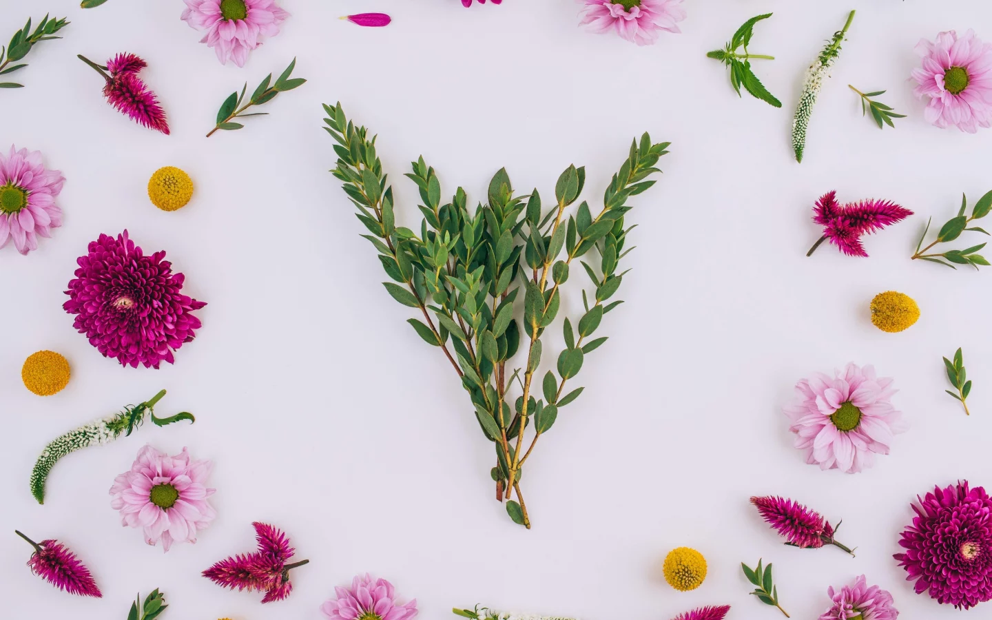 background, хризантемы, floral, frame, pink, flowers, цветы