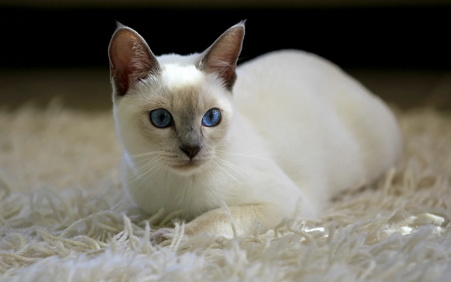 кот, киса