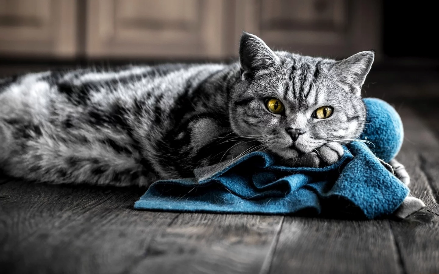 кот, киса