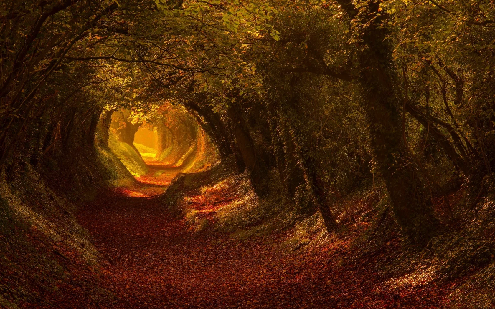 лес, дорога, осень, forest, dense, road, tunnel, light, trees, green, fence, leaves, mist, trees, forest, park, green, nature, landscapes, trees, trail, woods, leaves, see, day, autumn, nice, wide
