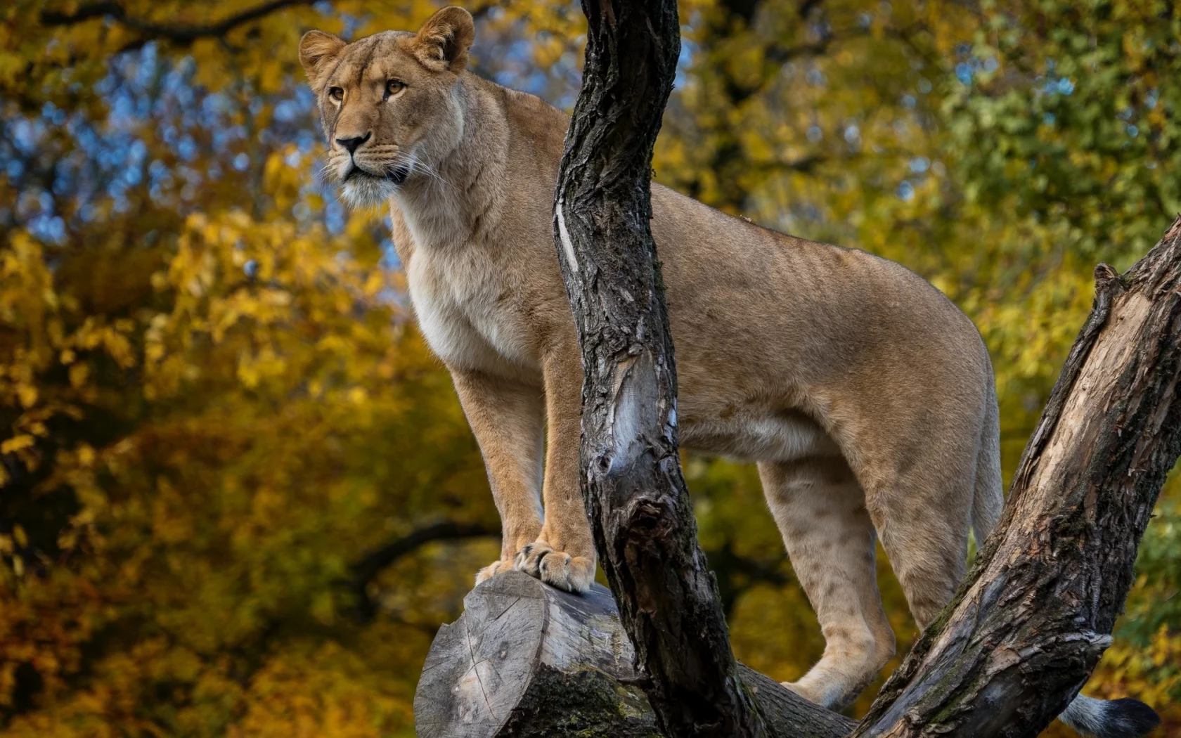 дикая кошка, львица, грация, зоопарк, позирует, хищник