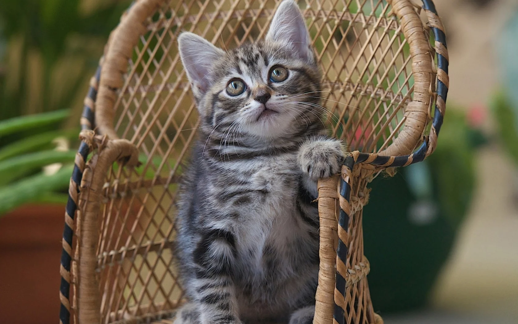 кот, киса
