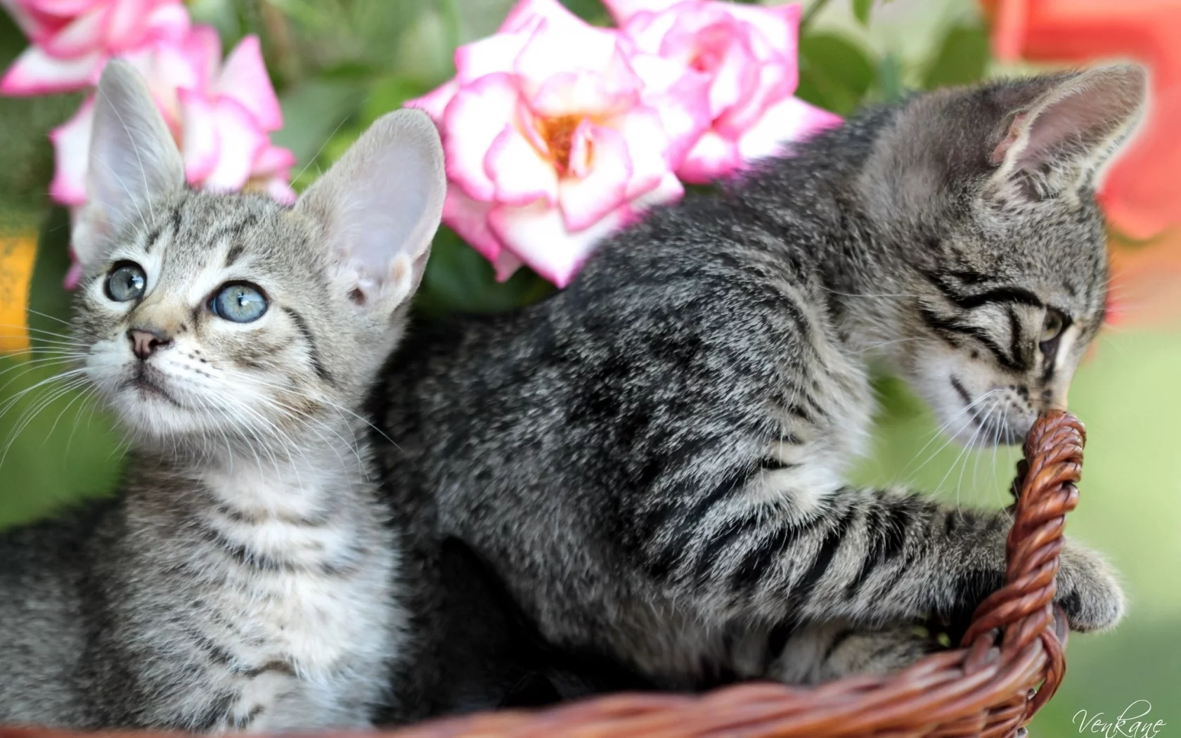 котята, пара