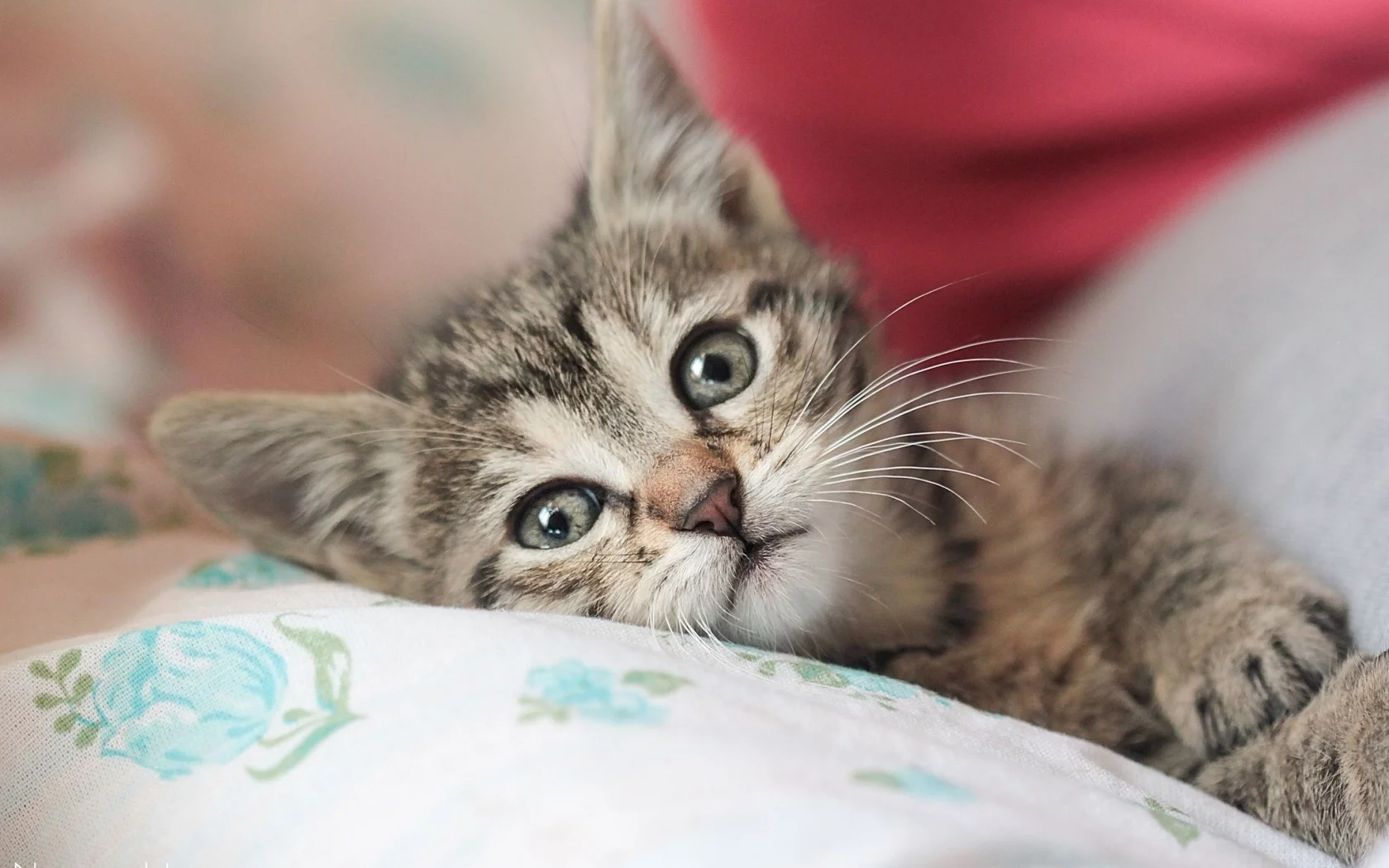 кот, киса