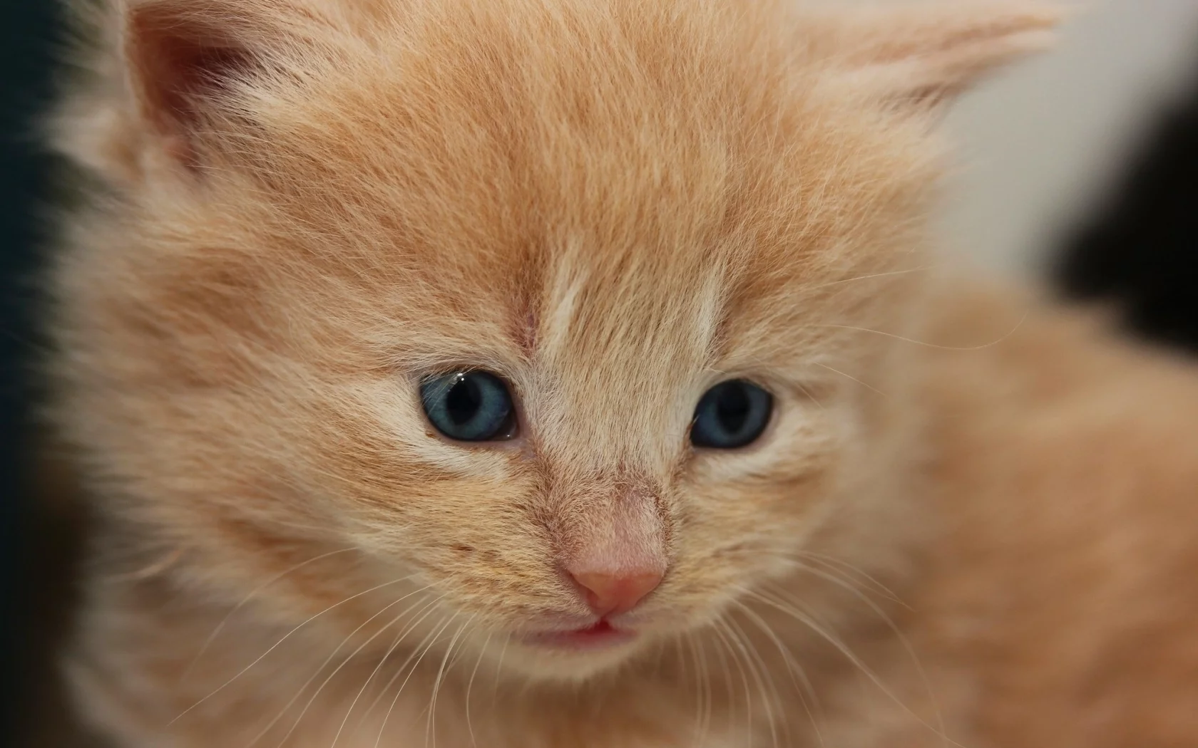 кот, киса