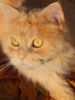 листья, кот, котейка, рыжий кот, мордочка, взгляд