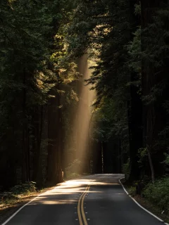 лес, дорога, forest, dense, road, paved, conifer, daylight, evergreen, highway, dark, trees, sunrise, grass, green, fence, leaves, mist, moss, trees, forest, fallen, park, green, nature, landscapes, trees, forest, trail, woods, leaves, see, day, dark