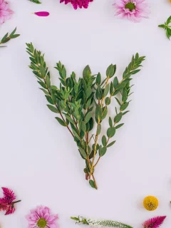 background, хризантемы, floral, frame, pink, flowers, цветы