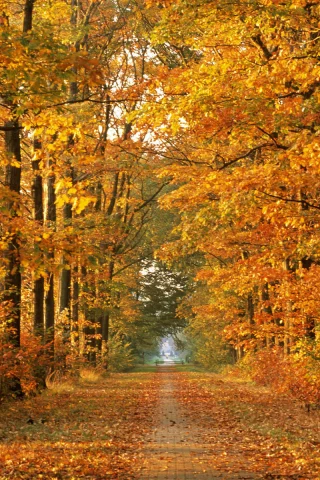 природа, осень