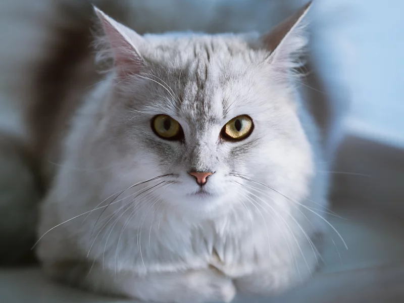 фон, взгляд, кошка