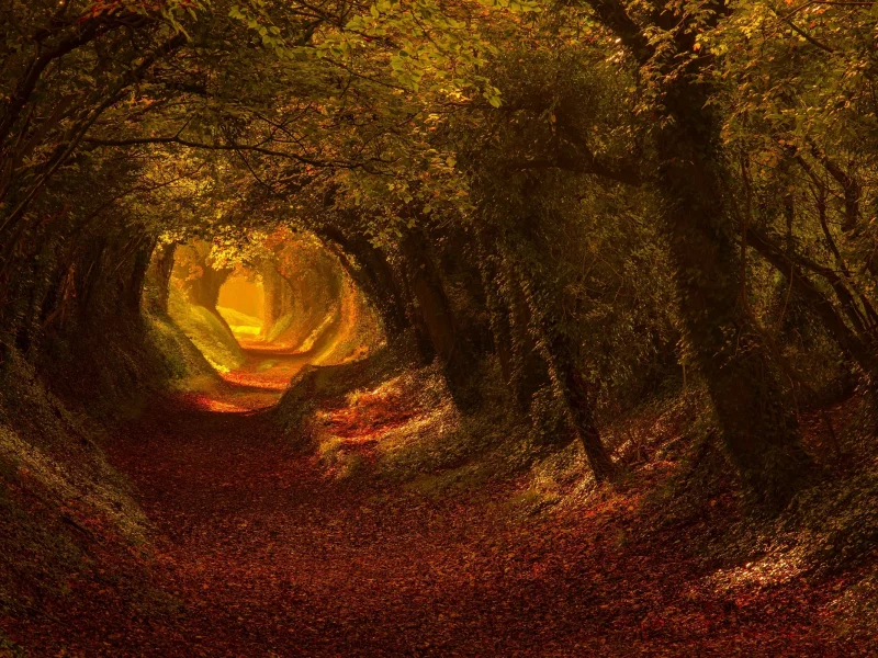 лес, дорога, осень, forest, dense, road, tunnel, light, trees, green, fence, leaves, mist, trees, forest, park, green, nature, landscapes, trees, trail, woods, leaves, see, day, autumn, nice, wide