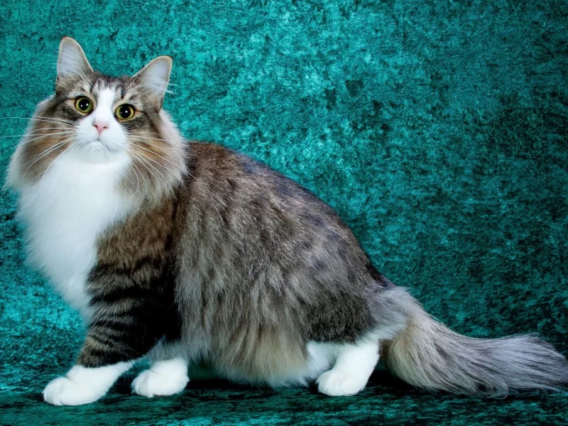 кот, киса