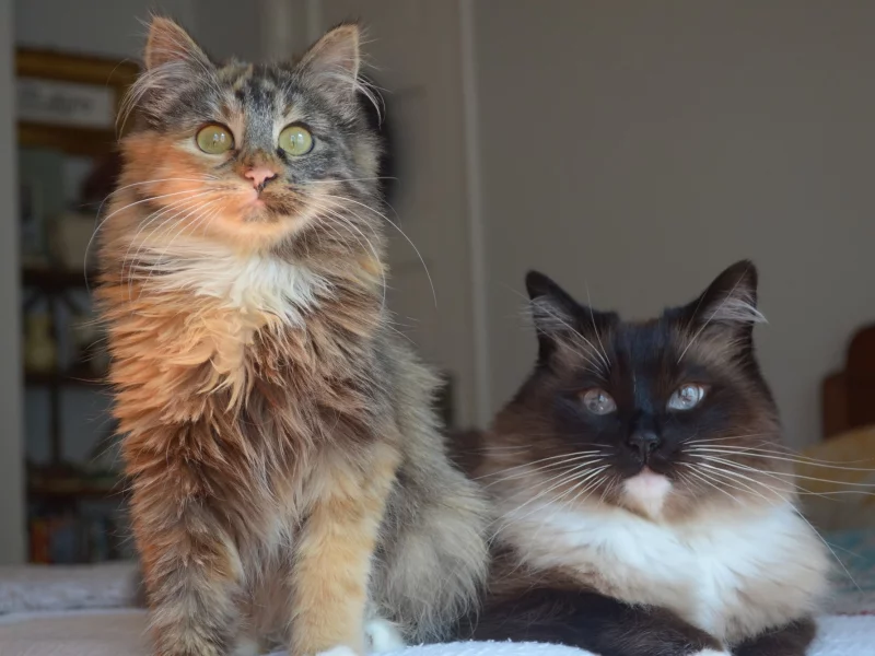 кот, кошка