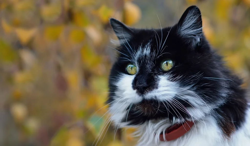 котейка, котэ, фон, мордочка, боке, взгляд, портрет