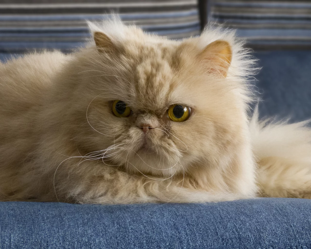 кошка, двое, киска, cat, киса, котенок, кот