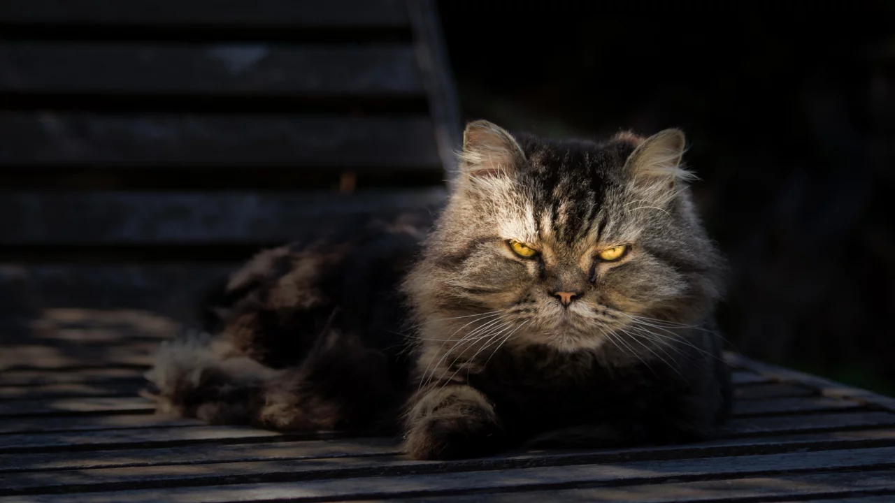 портрет, взгляд, отдых, серый, кот