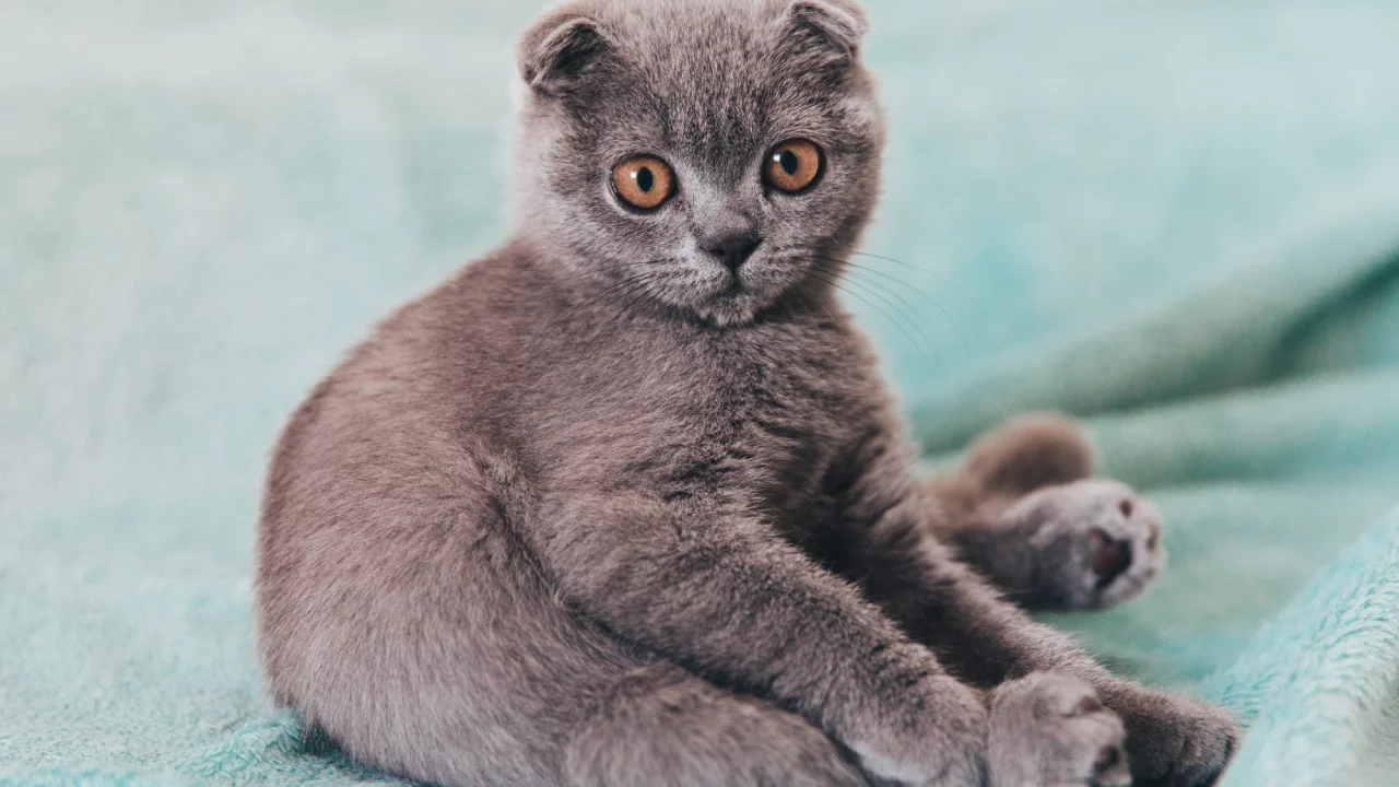 усы, лежит, спит, шерсть, рыжий, лапы, кот