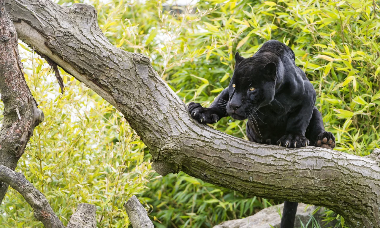 кошка, взгляд, дерево, чёрный, ягуар