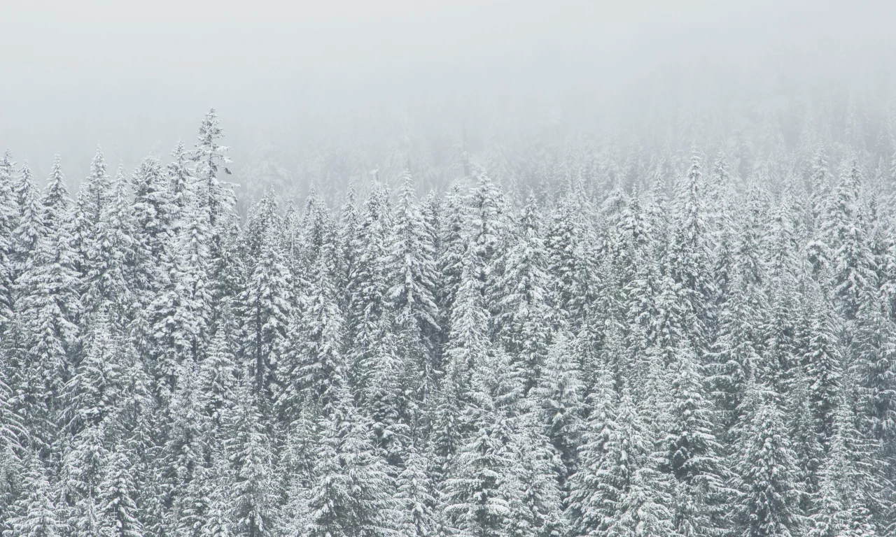 лес, зима, холод, снег, forest, cold, whinter, ice, snow, nature, trees, fir, spruce, landscapes, see, sun, sky, nice, wide