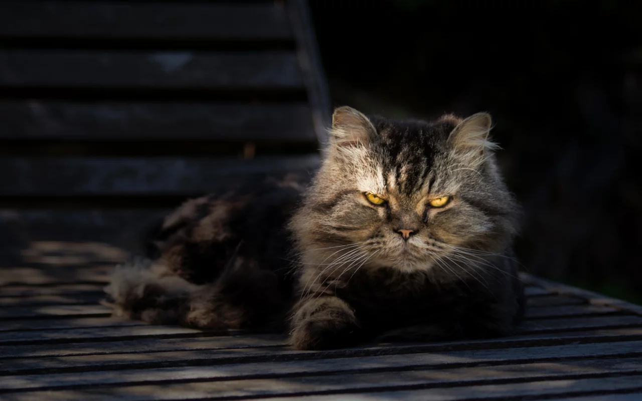 портрет, взгляд, отдых, серый, кот