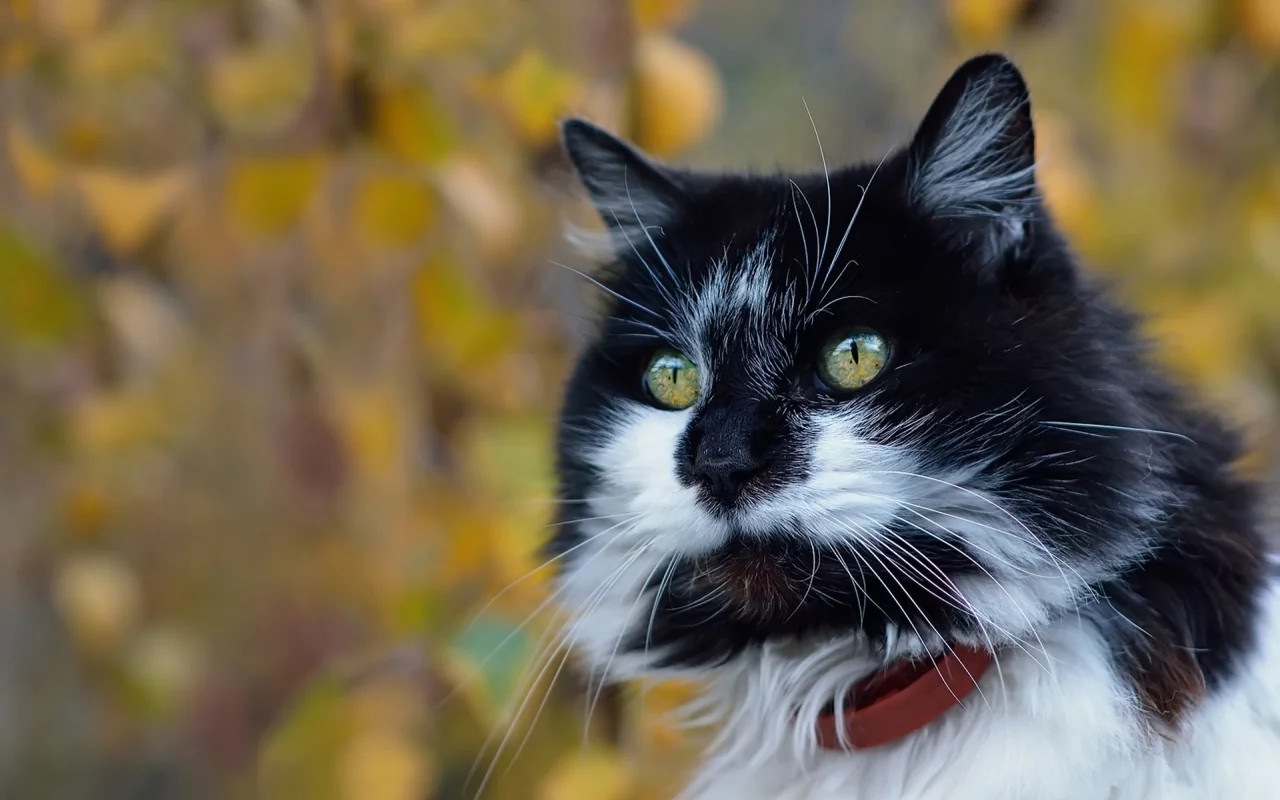 котейка, котэ, фон, мордочка, боке, взгляд, портрет