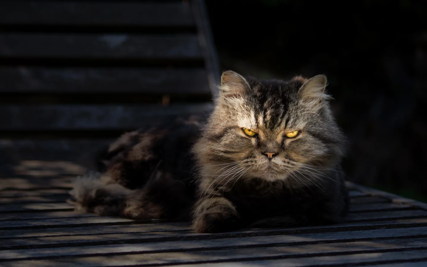 портрет, взгляд, отдых, серый, кот