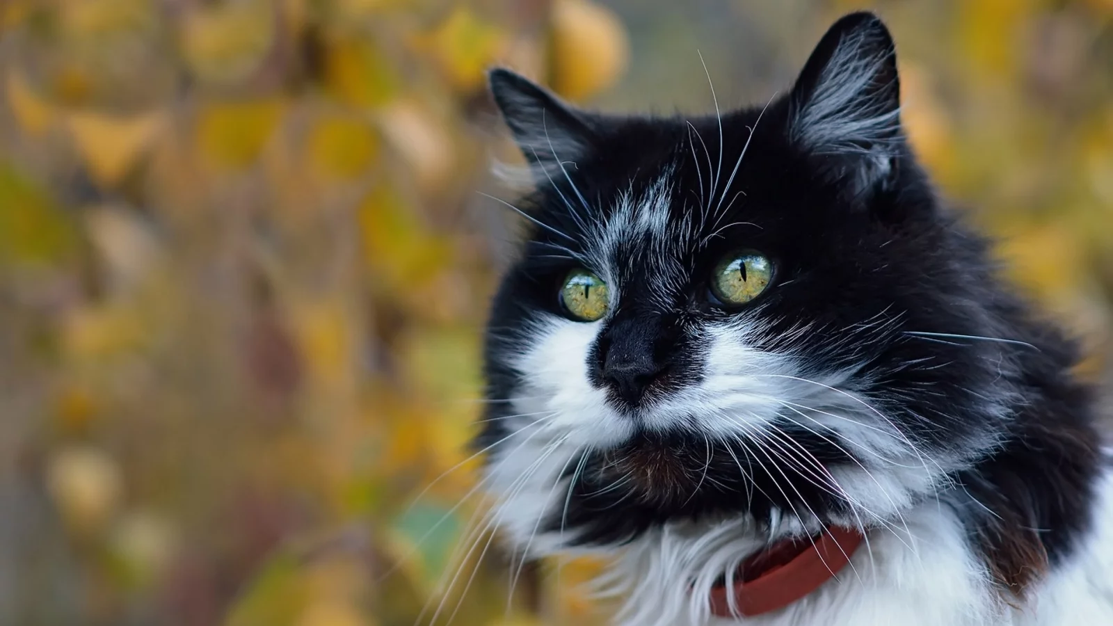 котейка, котэ, фон, мордочка, боке, взгляд, портрет