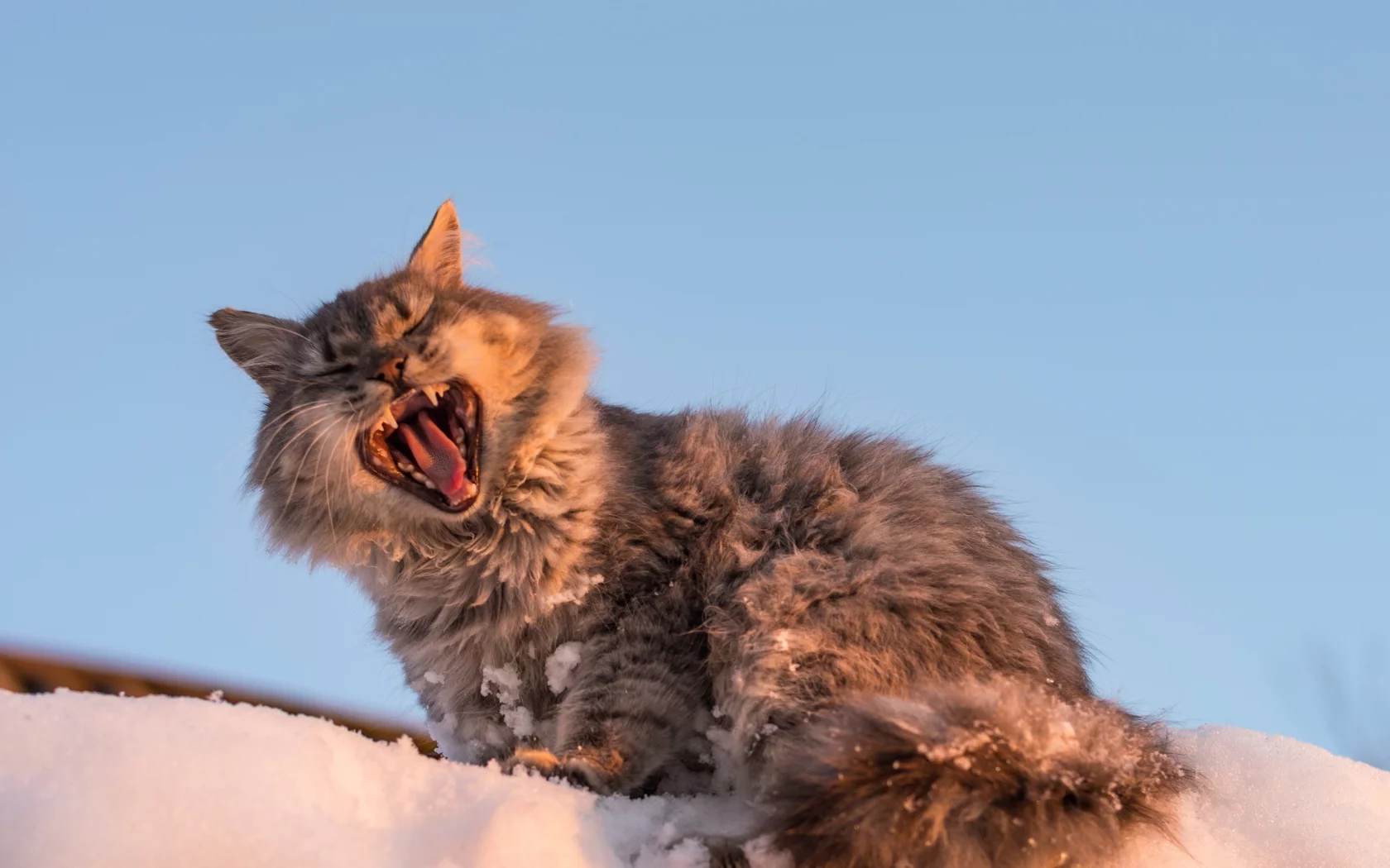 кошка, зевок, зевает, снег, кот