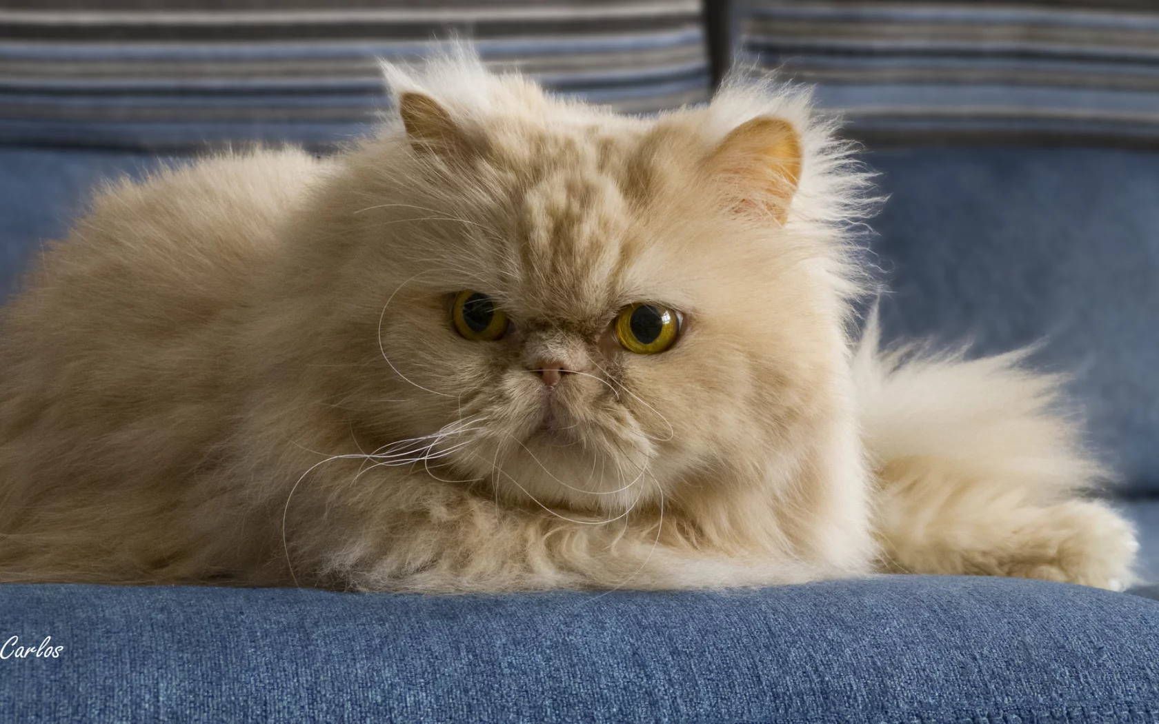 кошка, двое, киска, cat, киса, котенок, кот