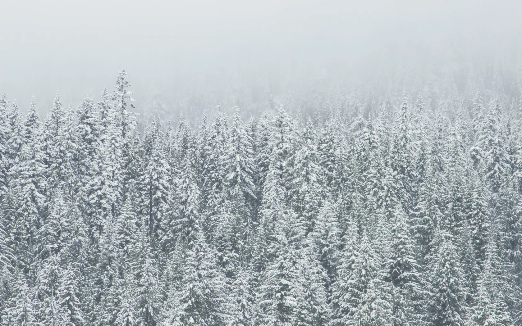 лес, зима, холод, снег, forest, cold, whinter, ice, snow, nature, trees, fir, spruce, landscapes, see, sun, sky, nice, wide