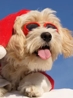 шапка, dogs, собака