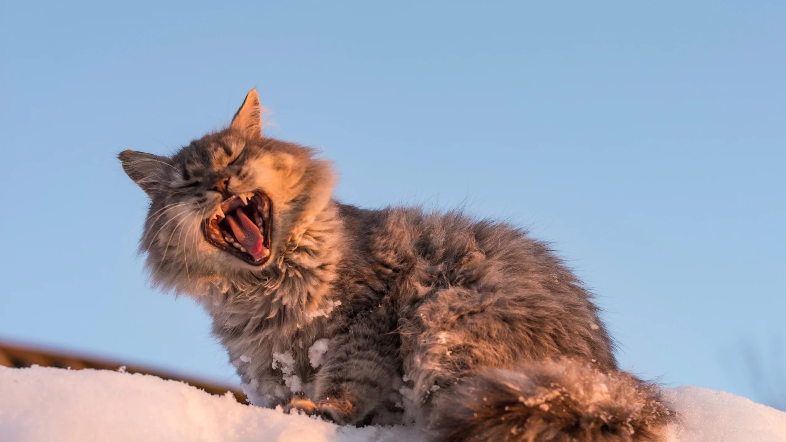 кошка, зевок, зевает, снег, кот