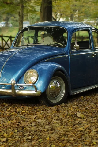 автомобиль, фольксваген, жук, car, volkswagen, beetle, front, blue, park, autumn, path, classic, leaves, oldtimer, light, see, nice, wide