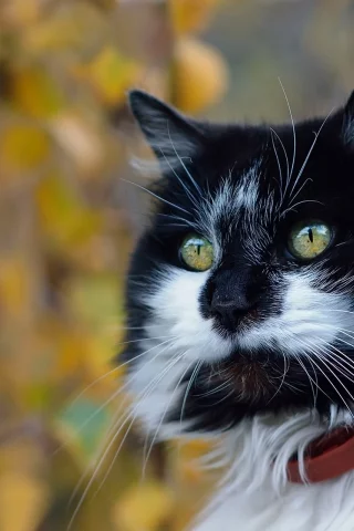 котейка, котэ, фон, мордочка, боке, взгляд, портрет