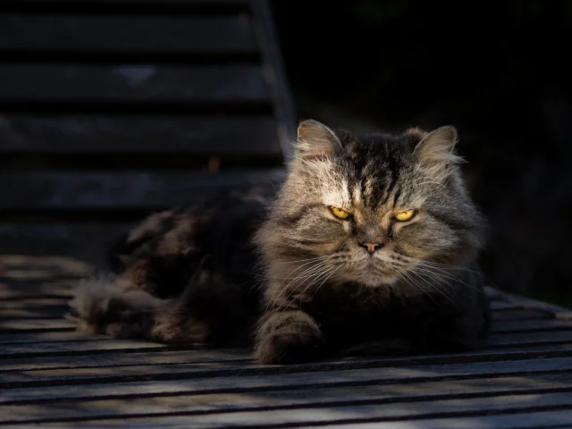 портрет, взгляд, отдых, серый, кот