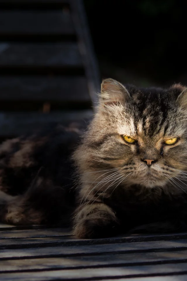портрет, взгляд, отдых, серый, кот