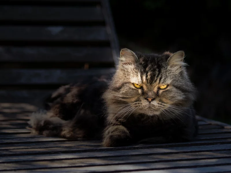 портрет, взгляд, отдых, серый, кот