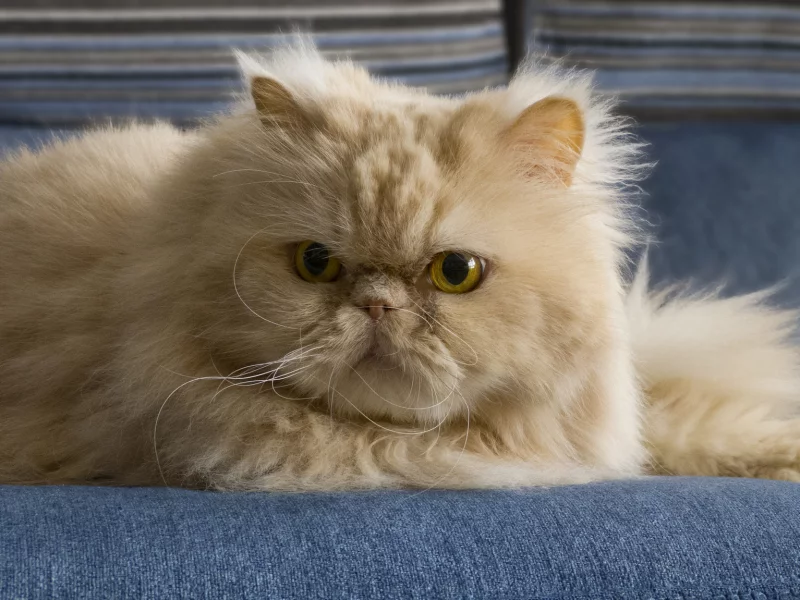 кошка, двое, киска, cat, киса, котенок, кот